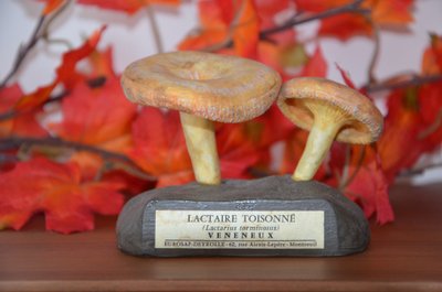Objet scientifique Champignon DEYROLLE Lactaire Toisonné Circa 1960-1980