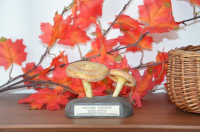 Objet scientifique Champignon DEYROLLE Lactaire Toisonné Circa 1960-1980