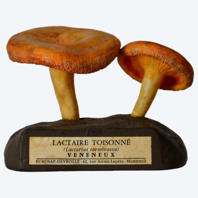 Objet scientifique Champignon DEYROLLE Lactaire Toisonné Circa 1960-1980