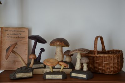 Objet scientifique : Champignon DEYROLLE Pluteus Couleur de Cerf Circa 1960-1980
