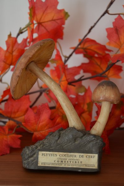 Objet scientifique : Champignon DEYROLLE Pluteus Couleur de Cerf Circa 1960-1980