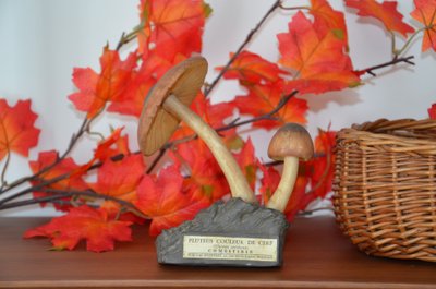 Objet scientifique : Champignon DEYROLLE Pluteus Couleur de Cerf Circa 1960-1980