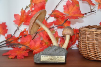 Objet scientifique : Champignon DEYROLLE Pluteus Couleur de Cerf Circa 1960-1980