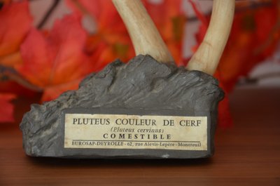 Objet scientifique : Champignon DEYROLLE Pluteus Couleur de Cerf Circa 1960-1980