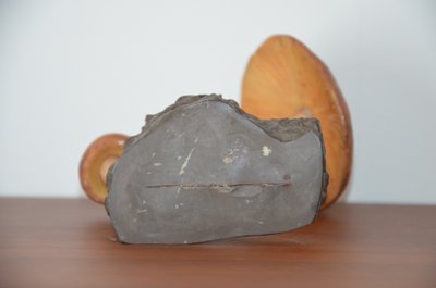Objet scientifique : Champignon DEYROLLE Pluteus Couleur de Cerf Circa 1960-1980