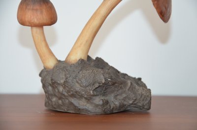 Objet scientifique : Champignon DEYROLLE Pluteus Couleur de Cerf Circa 1960-1980