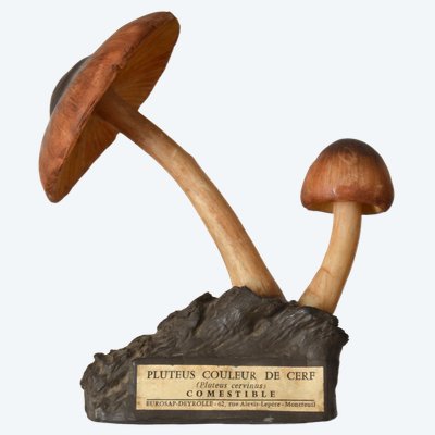Objet scientifique : Champignon DEYROLLE Pluteus Couleur de Cerf Circa 1960-1980