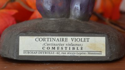 Champignon DEYROLLE Cortinaire Violet Circa 1960-1980