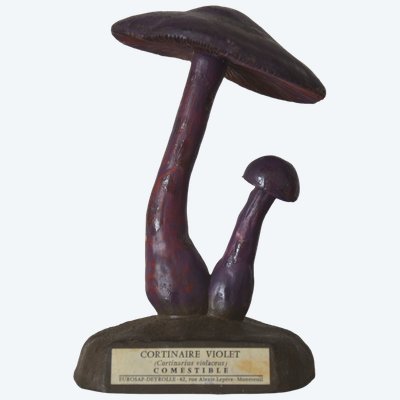 Champignon DEYROLLE Cortinaire Violet Circa 1960-1980