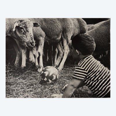 Foto in bianco e nero del 1960 che ritrae un bambino e delle pecore