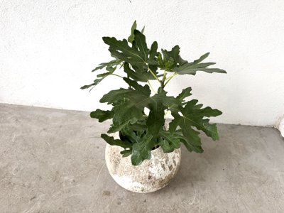 Spherical fiber-cement planter, DLG Willy Guhl, 1960s