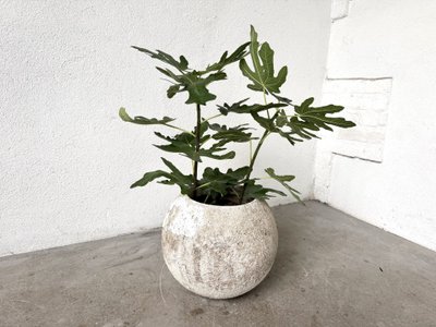 Spherical fiber-cement planter, DLG Willy Guhl, 1960s