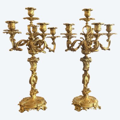 Large Pair of Louis XV Style Rocaille candelabra in gilt bronze and chiseled 19th