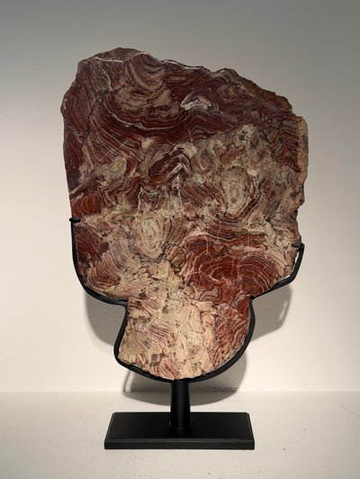 Plaque de stromatolite fossile polie 
