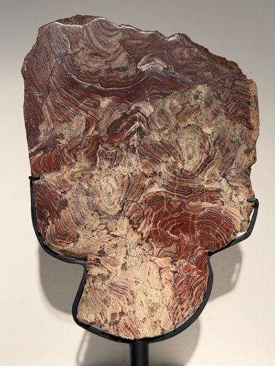 Plaque de stromatolite fossile polie 