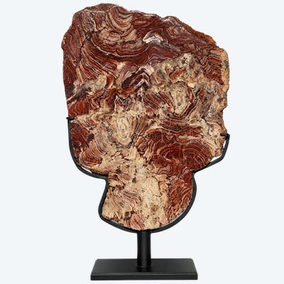 Plaque de stromatolite fossile polie 