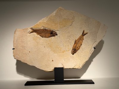 Plaque fossile comportant deux poissons Knigthia