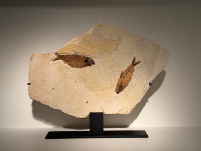 Plaque fossile comportant deux poissons Knigthia