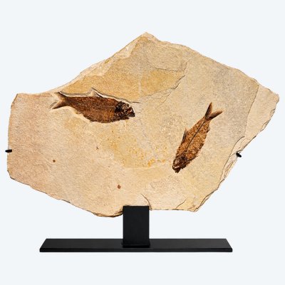 Plaque fossile comportant deux poissons Knigthia