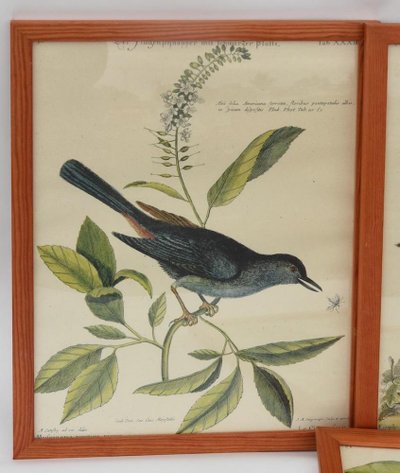 6 gravures oiseaux