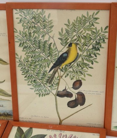 6 gravures oiseaux