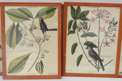 6 gravures oiseaux