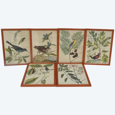 6 Vogelstiche