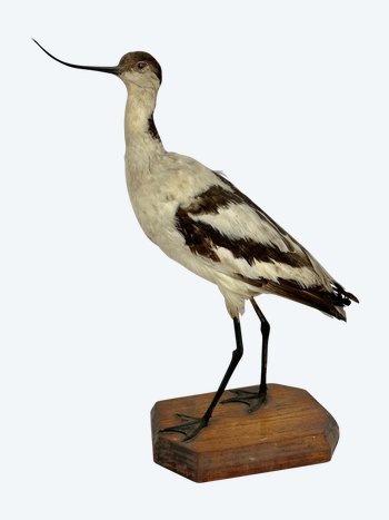 Large naturalized wading bird, XIXème