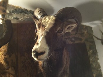 Tête en cape de mouflon d’Europe 