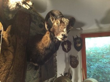 Tête en cape de mouflon d’Europe 