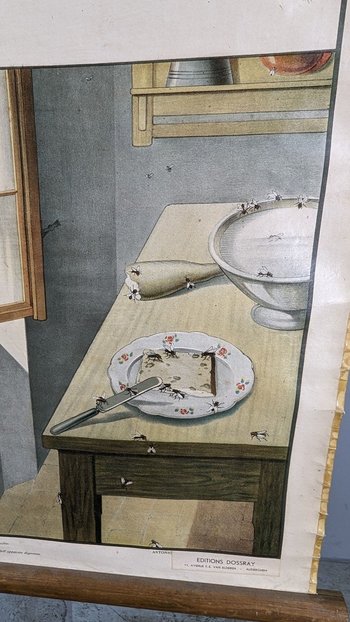 Affiche Entomologique Ancienne Chromolithographie
