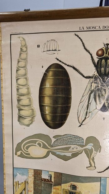 Affiche Entomologique Ancienne Chromolithographie