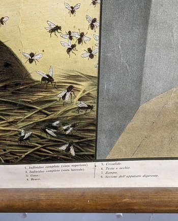Affiche Entomologique Ancienne Chromolithographie