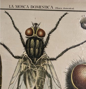 Affiche Entomologique Ancienne Chromolithographie