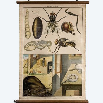 Vecchio manifesto entomologico di Chromolithography