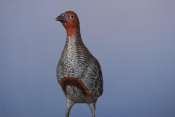 Pernice di bronzo di Vienna