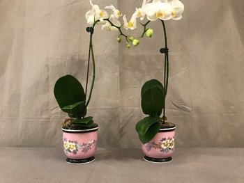 Paire De Mini  Cache-Pots En Porcelaine D’époque 19ème