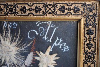 Souvenir Des Alpes Composition De Fleurs Séchées Fin XIXème