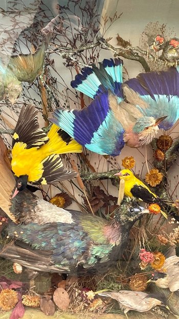 Ornithological Showcase Or Naturalist Showcase With Birds, XXth Century