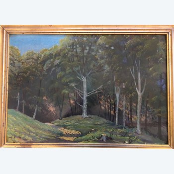 Foresta ungherese 1955
