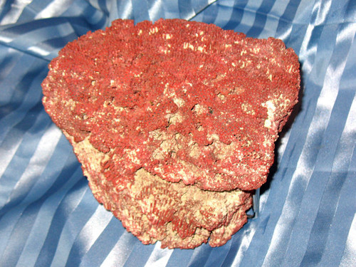 Große rote Koralle Tubipora Musica 2,5 kg