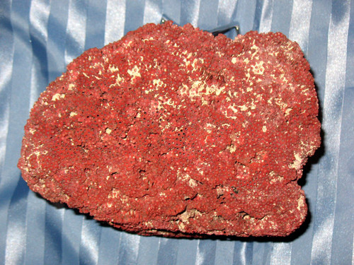 Große rote Koralle Tubipora Musica 2,5 kg