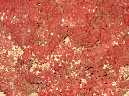 Große rote Koralle Tubipora Musica 2,5 kg