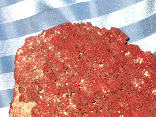 Große rote Koralle Tubipora Musica 2,5 kg