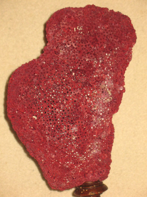 Large red coral Tubipora mounted on a wooden base cabinet of curiosities