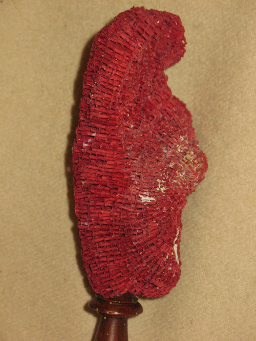 Large red coral Tubipora mounted on a wooden base cabinet of curiosities