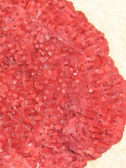 Large red coral Tubipora mounted on a wooden base cabinet of curiosities