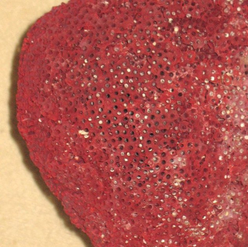 Large red coral Tubipora mounted on a wooden base cabinet of curiosities