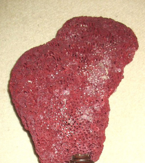 Large red coral Tubipora mounted on a wooden base cabinet of curiosities