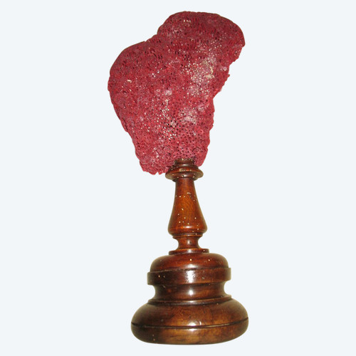 Large red coral Tubipora mounted on a wooden base cabinet of curiosities